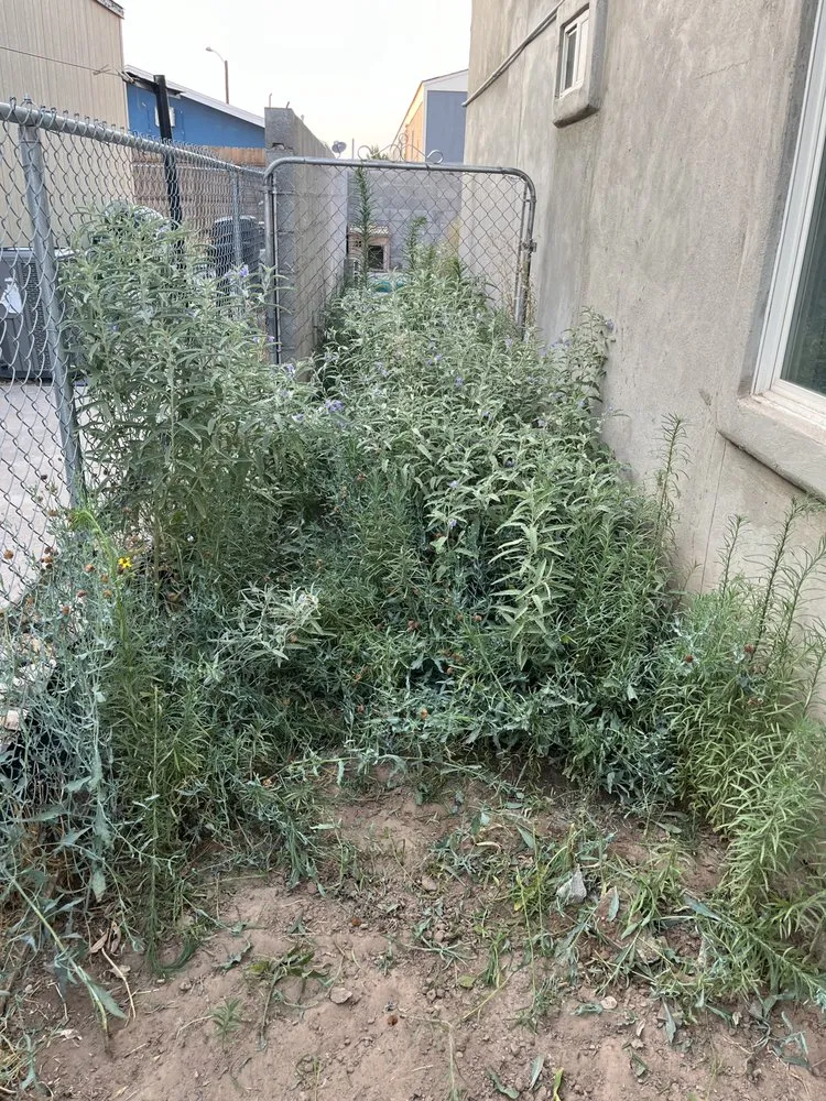 Top-rated landscaping services in San Elizario, TX - Plant Terminators