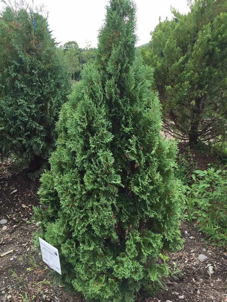 Affordable yard maintenance in Ludlow, VT by Plant Works Landscaping