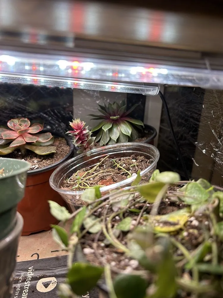 Trusted landscape design in Cincinnati, OH by Plant World