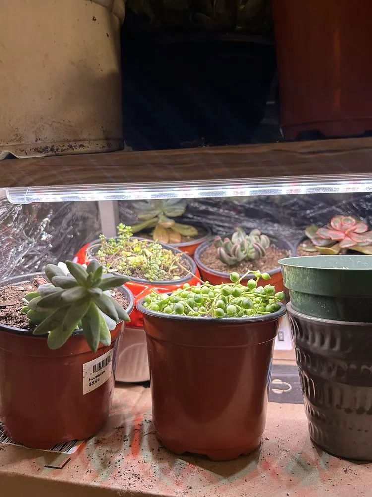 Top-rated landscape design in Cincinnati, OH - Plant World