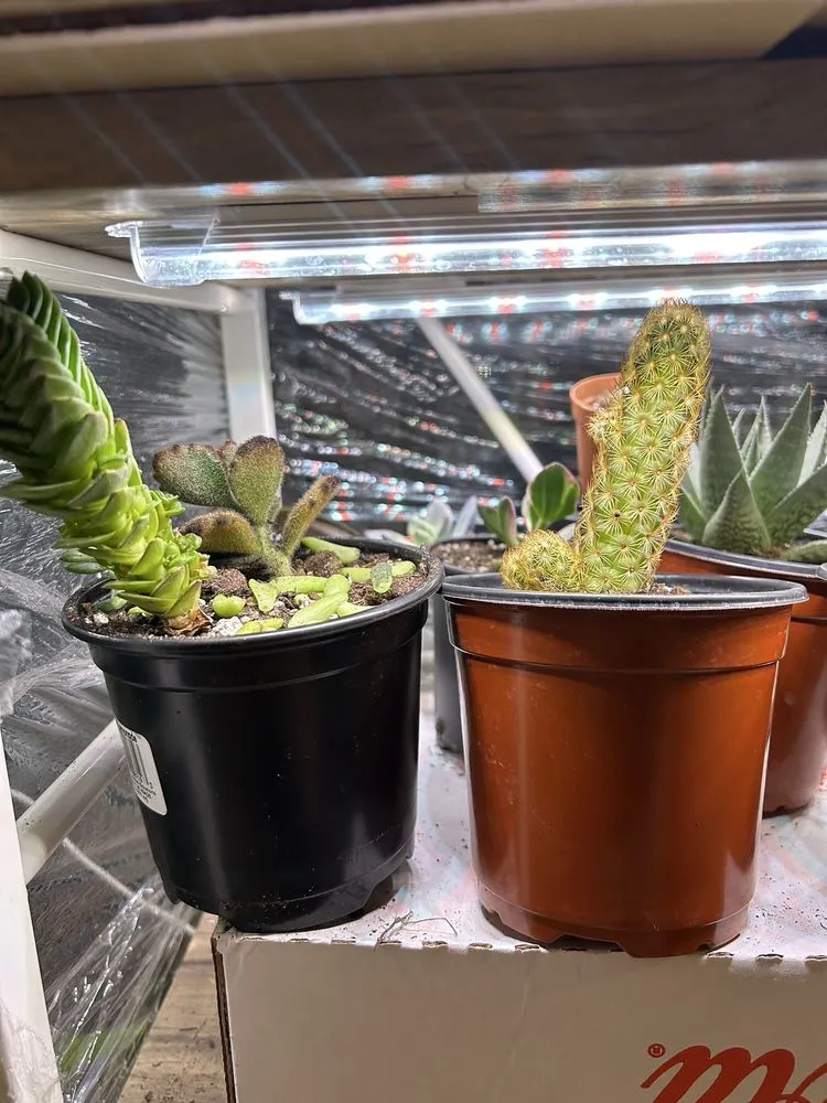 Trusted lawn mowing service experts serving Cincinnati, OH - Plant World