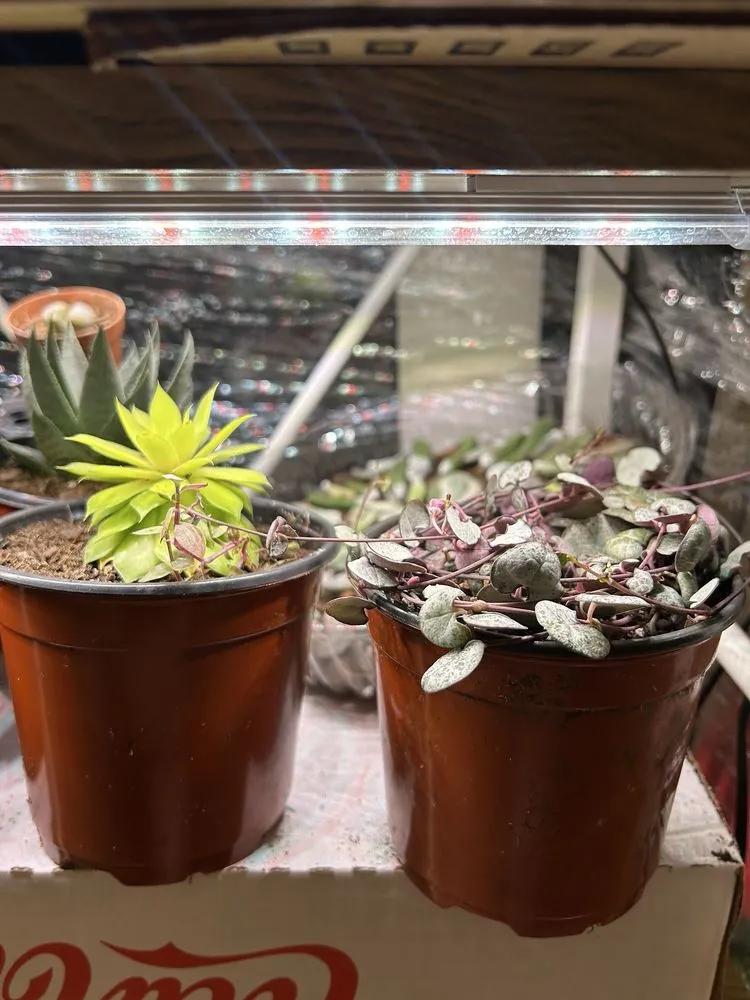 Trusted landscape installation in Cincinnati, OH - Plant World