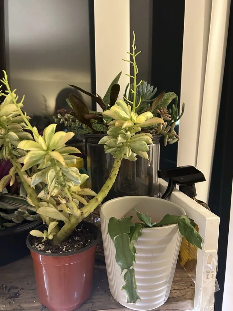 Reliable lawn mowing service near you across Cincinnati, OH - Plant World