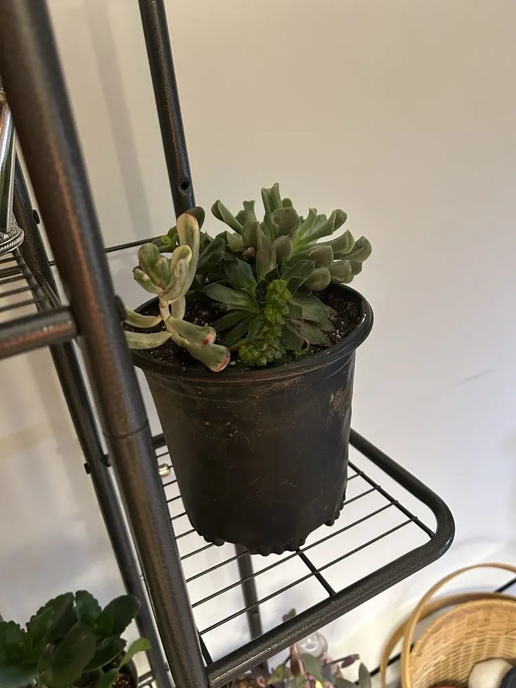 Affordable lawn care service in Cincinnati, OH - Plant World