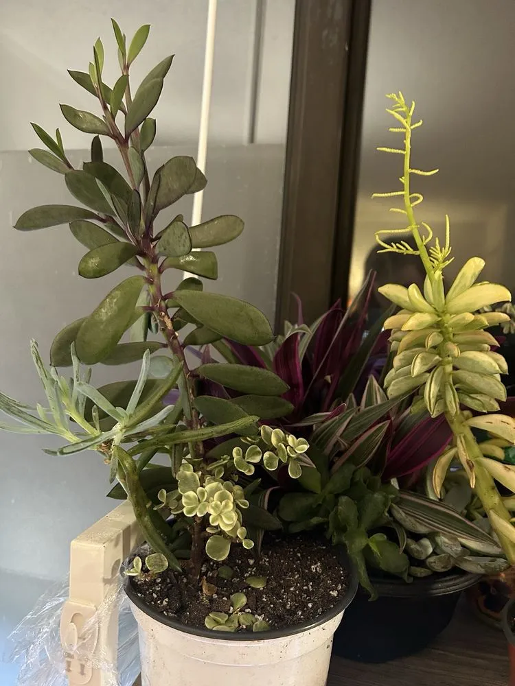 Expert outdoor landscaping in Cincinnati, OH - Plant World