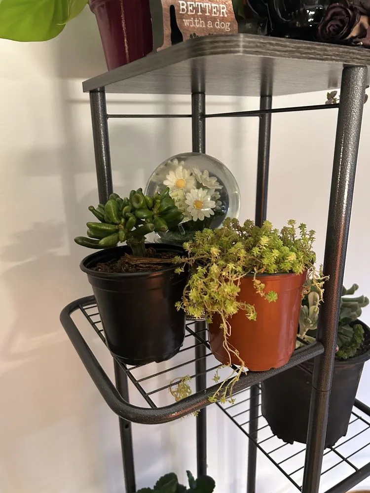 Expert landscaping services with custom design in Cincinnati, OH by Plant World