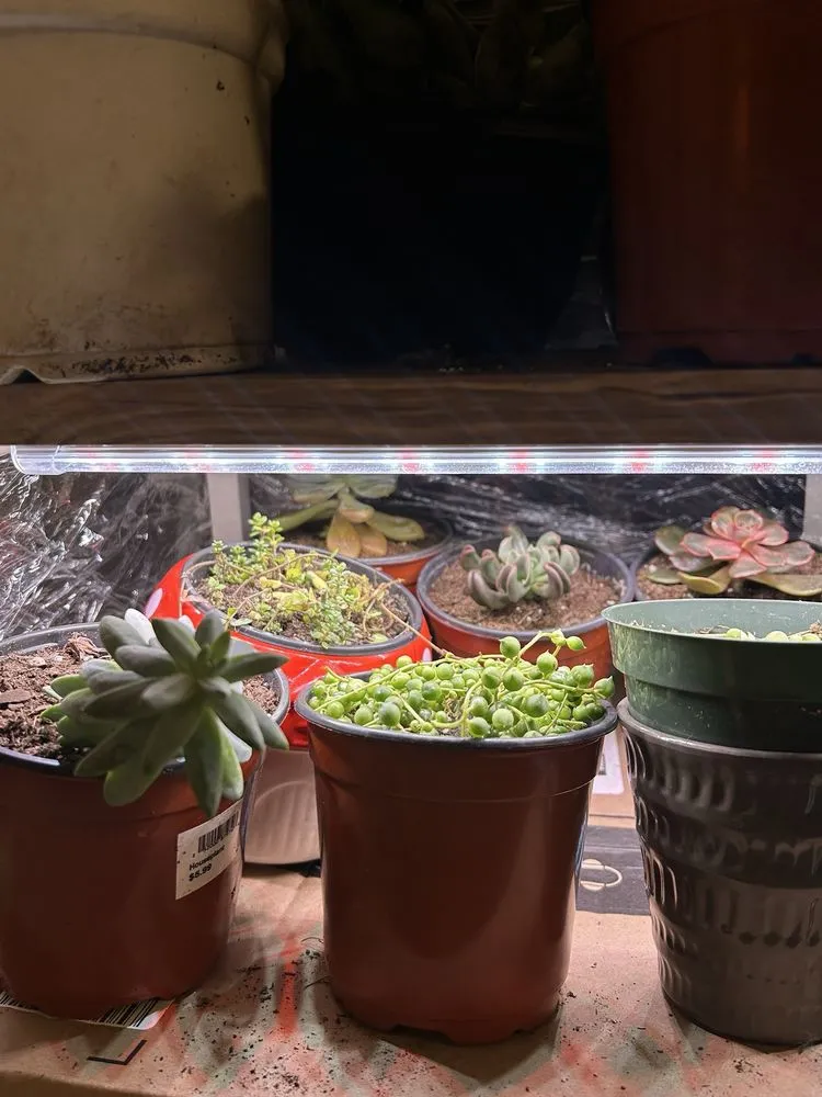 Trusted lawn care service in Cincinnati, OH by Plant World