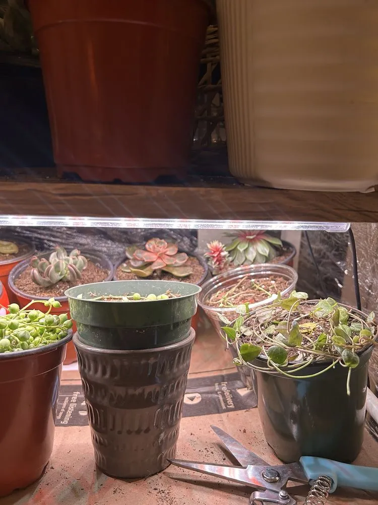 Affordable landscaping services in Cincinnati, OH - Plant World