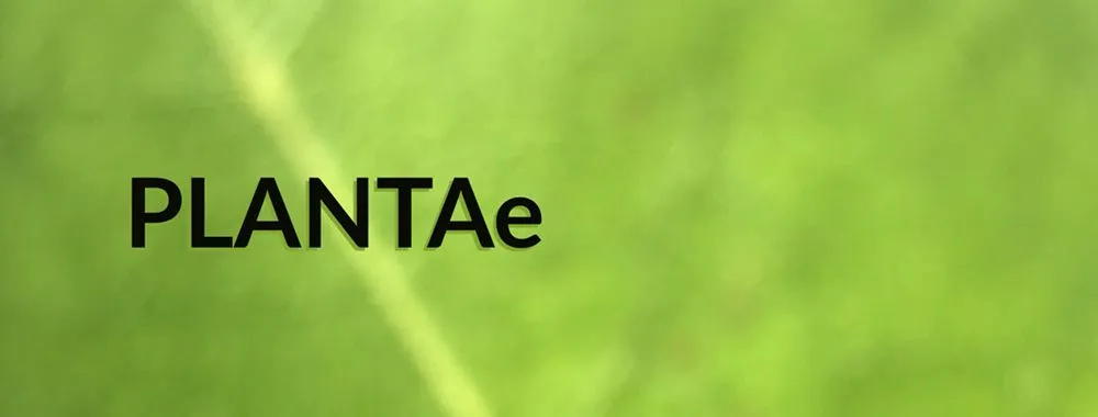 Reliable outdoor landscaping for year-round maintenance in Boca Raton, FL by Plantae