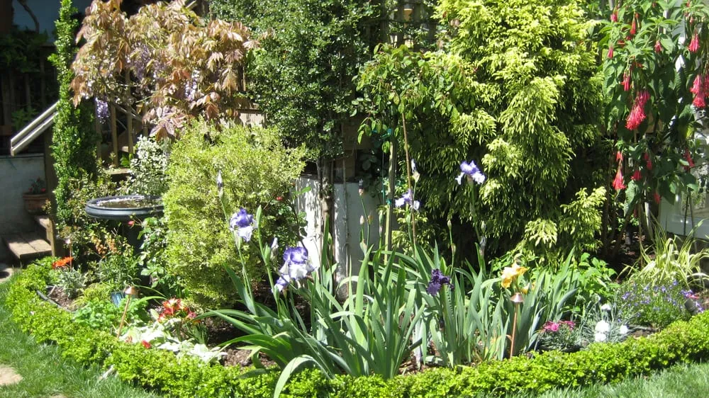 Affordable yard maintenance in San Francisco, CA - Plantasia Design Group