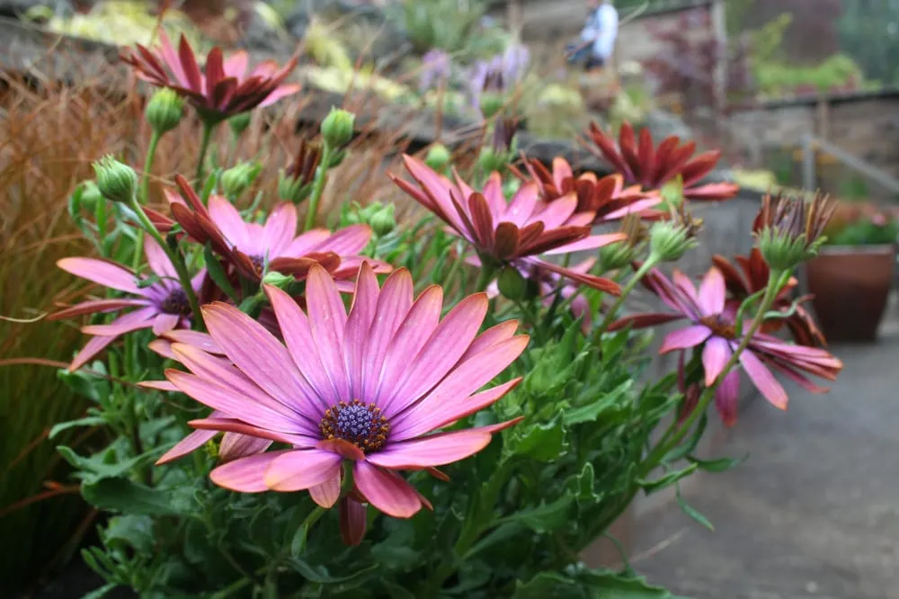 Local lawn mowing service experts serving San Francisco, CA - Plantasia Design Group