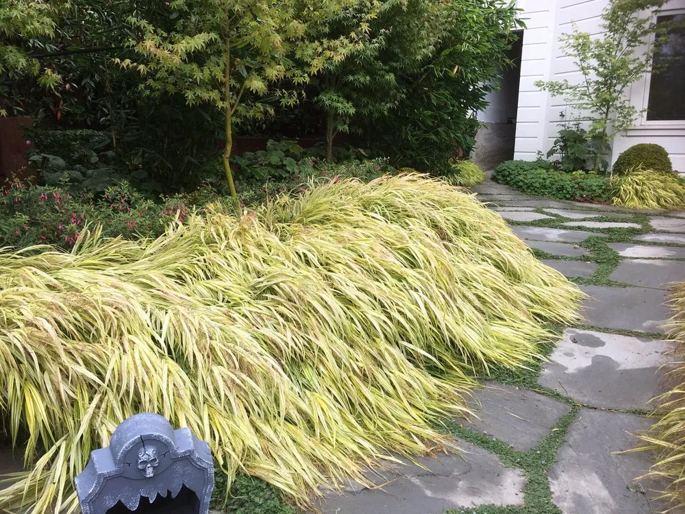 Affordable lawn care service with custom design in San Francisco, CA by Plantasia Design Group