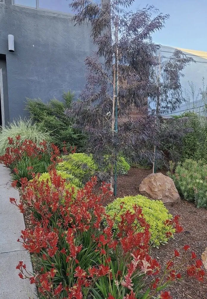 Expert landscape installation for year-round maintenance across San Francisco, CA - Plantasia Design Group