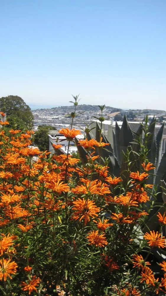 Expert residential landscaping experts serving San Francisco, CA - Plantasia Design Group