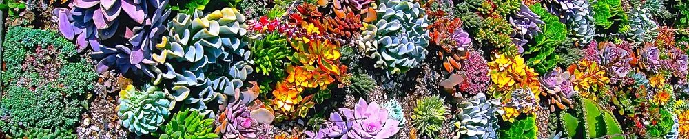 Trusted landscape installation for homes across Palos Verdes Estates, CA - Plantasia