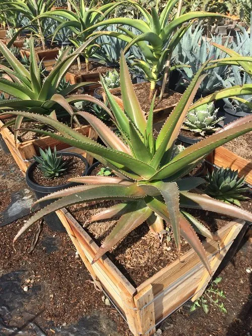 Custom yard maintenance experts serving Palos Verdes Estates, CA - Plantasia