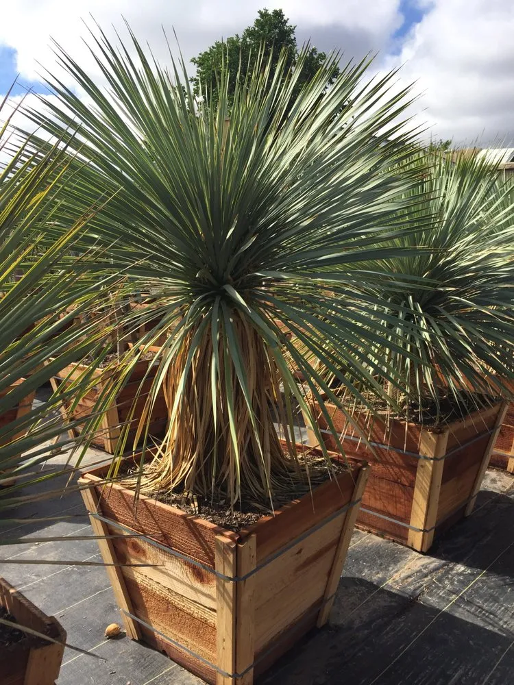 Professional yard maintenance for residential properties across Palos Verdes Estates, CA - Plantasia