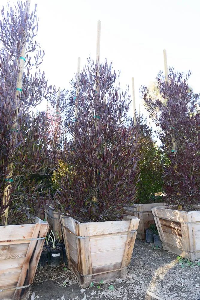 Custom landscape design experts serving Palos Verdes Estates, CA - Plantasia