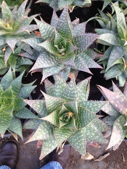 Top-rated residential landscaping in Palos Verdes Estates, CA by Plantasia