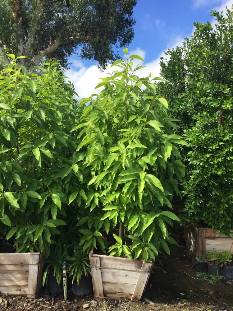 Top-rated landscape installation in Palos Verdes Estates, CA - Plantasia