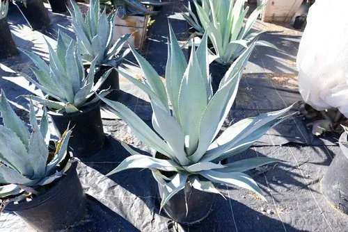 Reliable landscape design near you in Palos Verdes Estates, CA by Plantasia