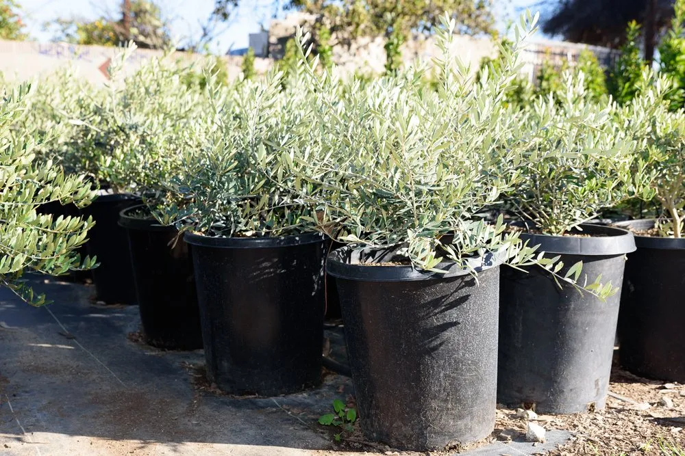 Expert landscape design in Palos Verdes Estates, CA by Plantasia