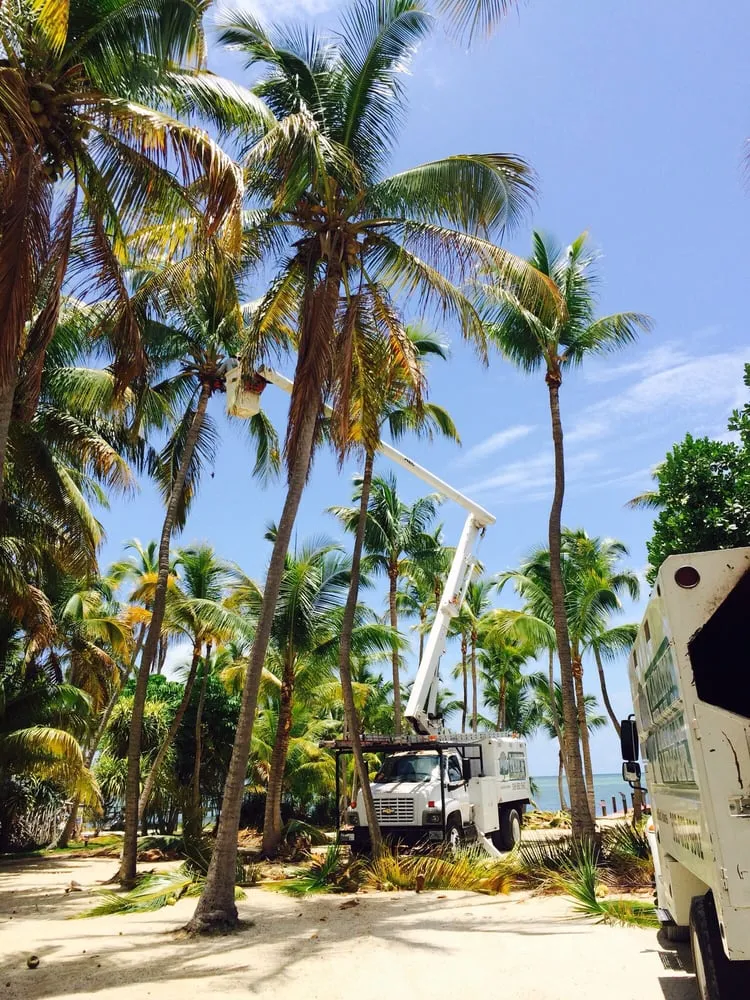 Top-rated landscape design for residential properties across Tavernier, FL - Plantation Tree & Landscape