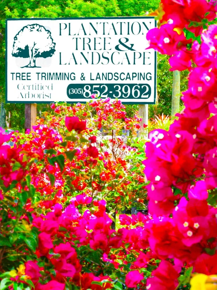 Local landscape installation in Tavernier, FL - Plantation Tree & Landscape