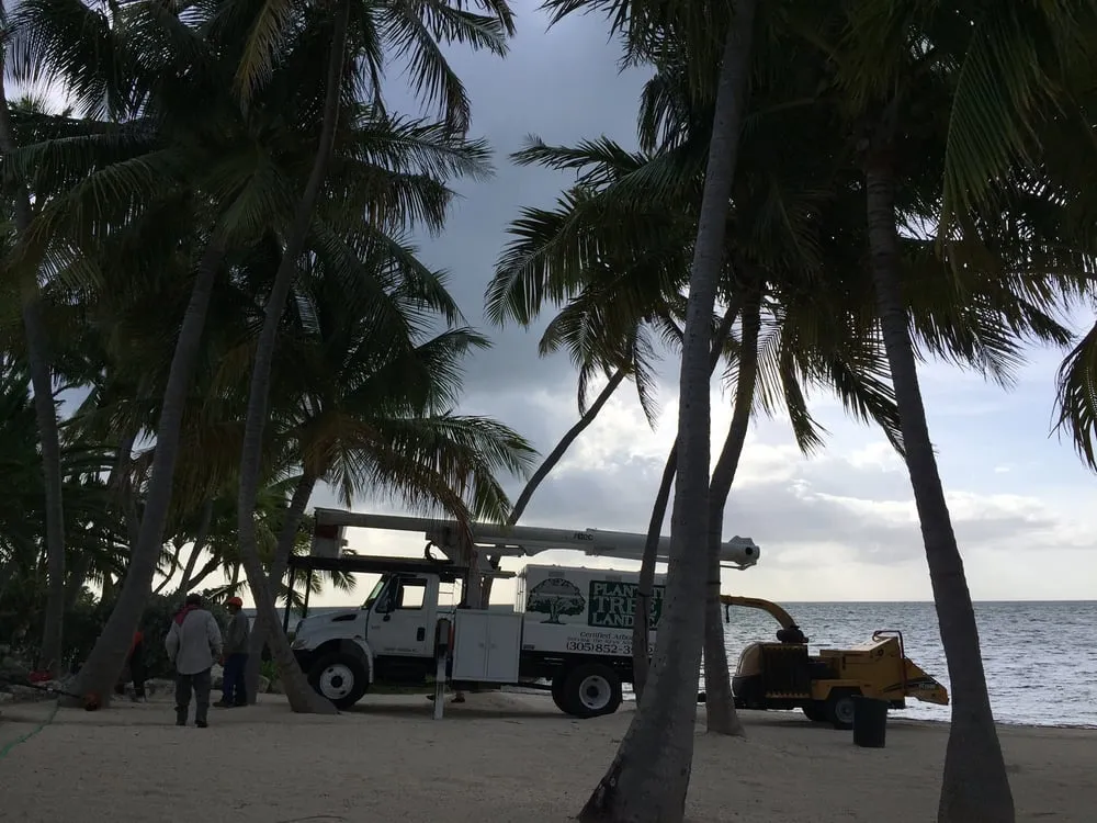 Affordable lawn care service for residential properties in Tavernier, FL by Plantation Tree & Landscape