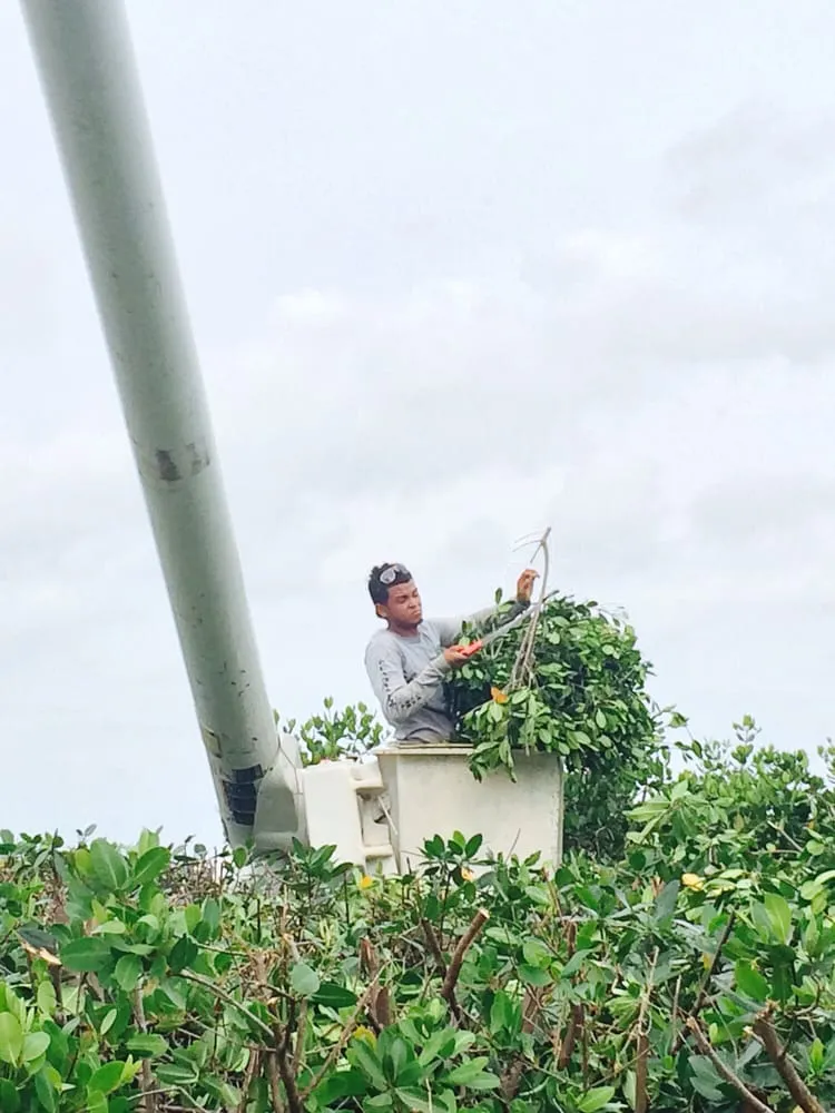 Reliable outdoor landscaping for year-round maintenance across Tavernier, FL - Plantation Tree & Landscape