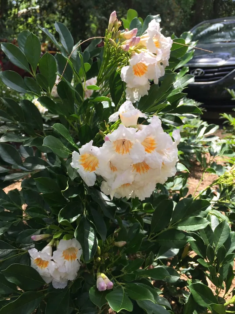 Expert yard maintenance in Tavernier, FL - Plantation Tree & Landscape