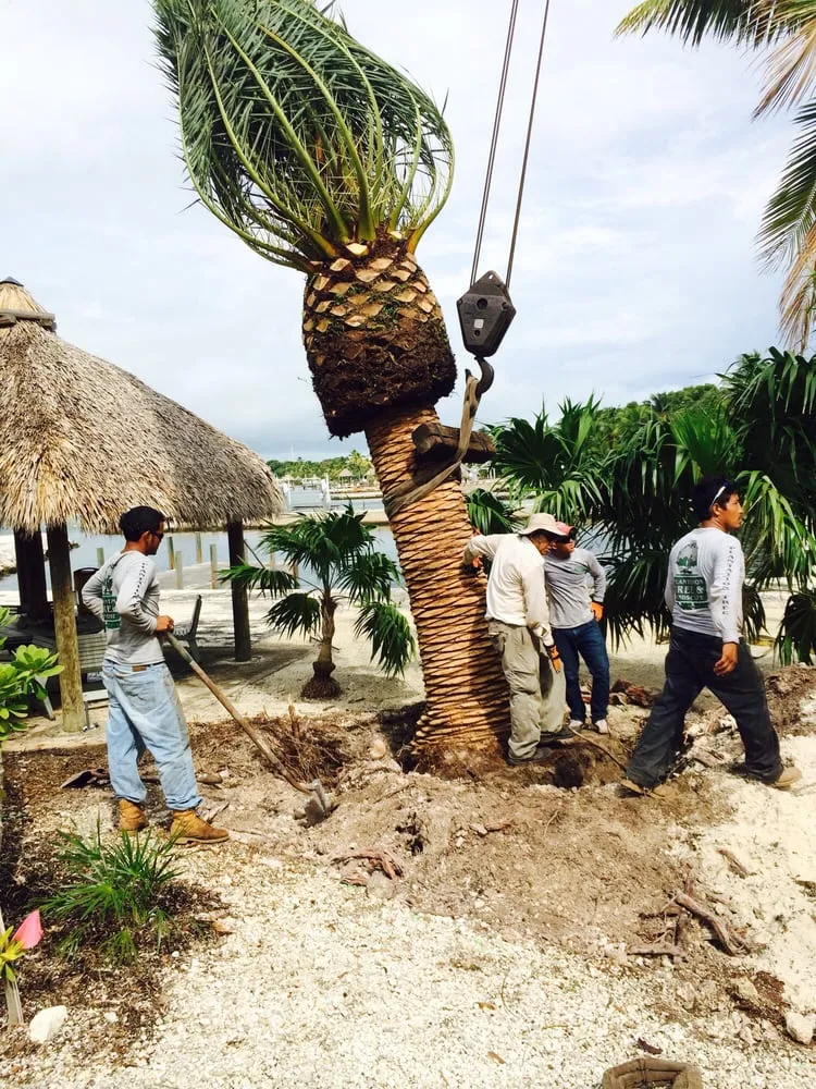 Local garden landscaping for year-round maintenance across Tavernier, FL - Plantation Tree & Landscape