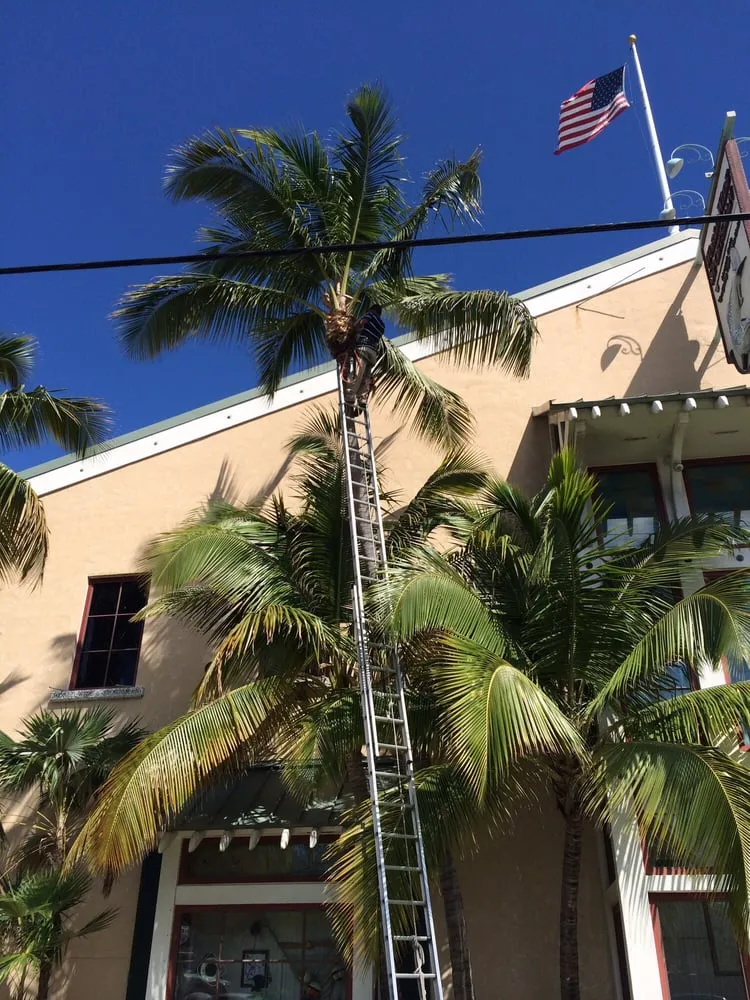 Top-rated residential landscaping for year-round maintenance in Tavernier, FL by Plantation Tree & Landscape