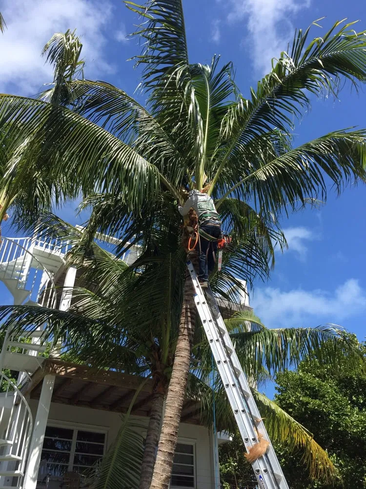 Affordable outdoor landscaping in Tavernier, FL by Plantation Tree & Landscape