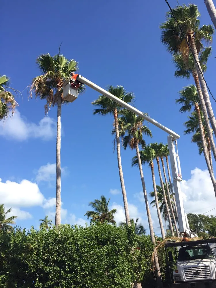 Trusted outdoor landscaping in Tavernier, FL - Plantation Tree & Landscape