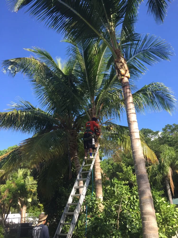 Trusted lawn mowing service with custom design in Tavernier, FL by Plantation Tree & Landscape