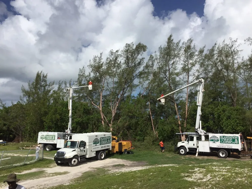 Custom yard cleanup service in Tavernier, FL - Plantation Tree & Landscape
