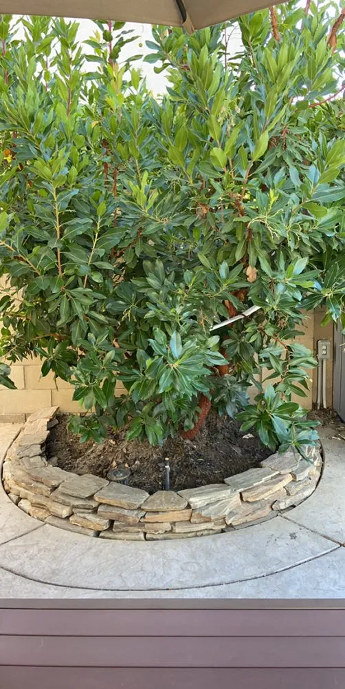 Trusted residential landscaping in Fountain Valley, CA by Planted Growth Omniscapes