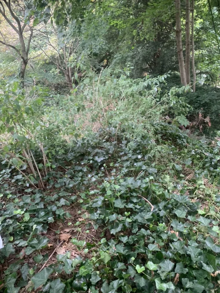 Professional landscape installation in Bay Shore, NY by Planteriors Design and Amazing Earth