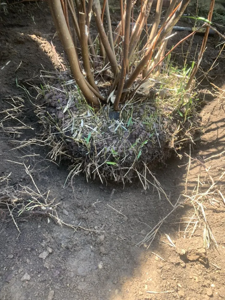 Affordable lawn care service experts serving Bay Shore, NY - Planteriors Design and Amazing Earth