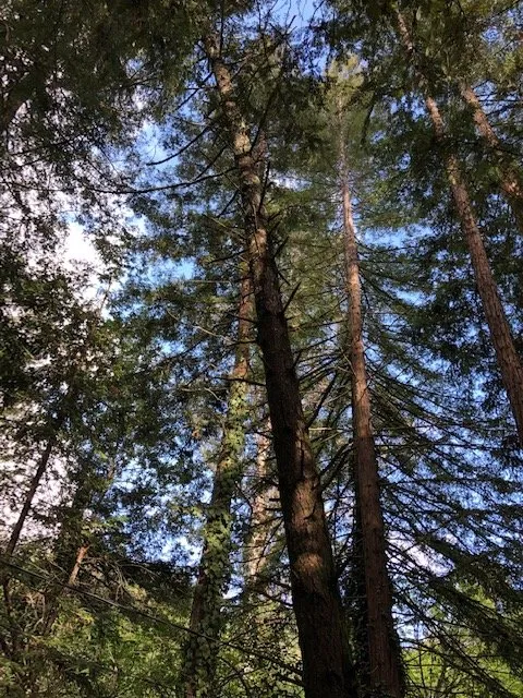 Reliable yard maintenance for year-round maintenance across Sonoma, CA - PlanTerra Landscapes