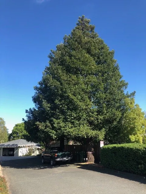 Expert landscape installation for homes in Sonoma, CA by PlanTerra Landscapes