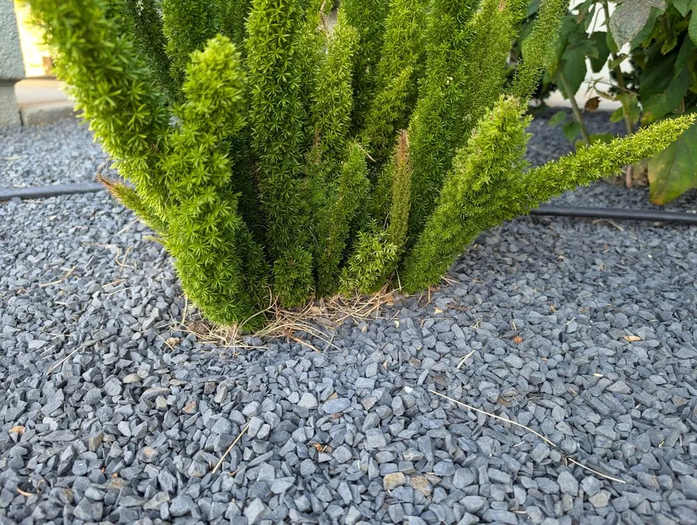 Expert yard maintenance in Rocklin, CA by Planting Hope Landscape