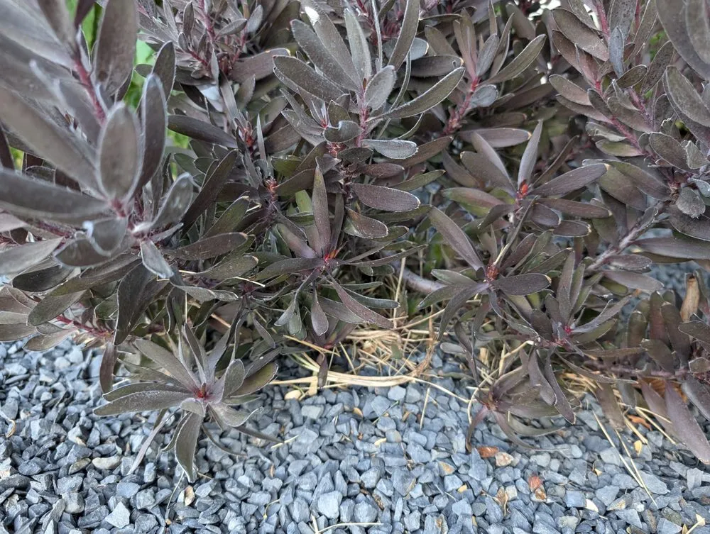 Expert outdoor landscaping near you in Rocklin, CA by Planting Hope Landscape