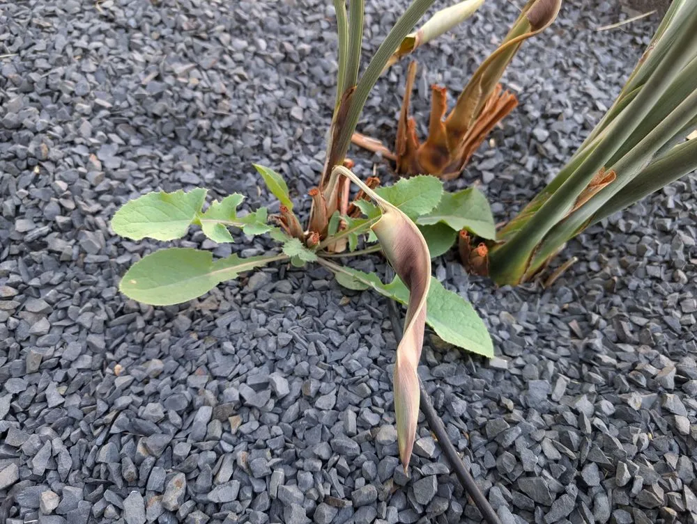 Reliable lawn care service for year-round maintenance in Rocklin, CA by Planting Hope Landscape