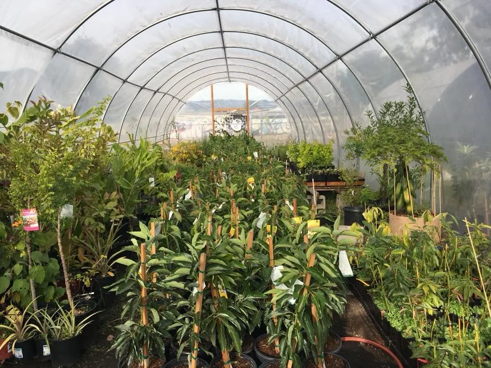 Affordable yard cleanup service in Oakland, CA - Planting Justice