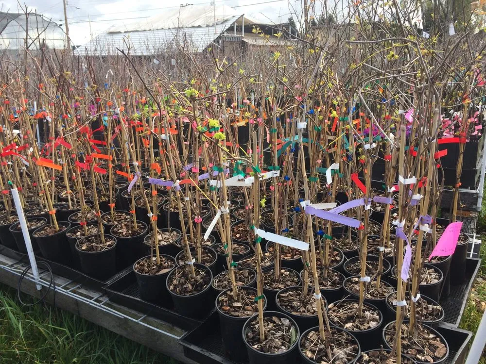 Expert yard maintenance in Oakland, CA - Planting Justice