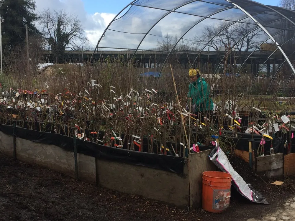 Affordable lawn mowing service near you across Oakland, CA - Planting Justice