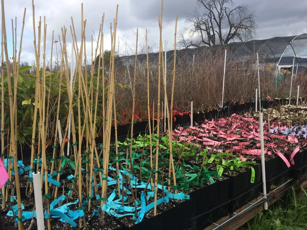 Local yard cleanup service in Oakland, CA - Planting Justice