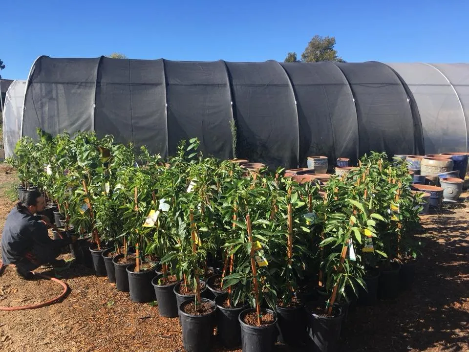 Local residential landscaping for homes in Oakland, CA by Planting Justice